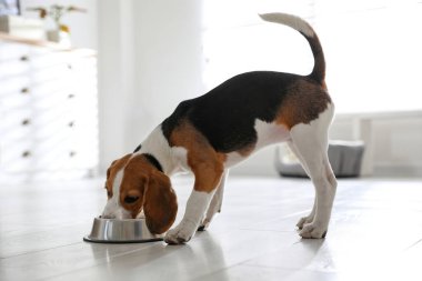 Tatlı Beagle köpek yavrusu evde yiyor. Sevimli hayvan.