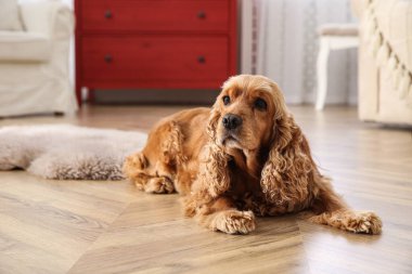 Tatlı Cocker Spaniel köpeği sıcak zeminde yatıyor. Isıtma sistemi