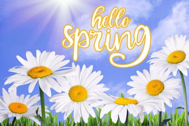 Merhaba Spring. Güneşli bir günde güzel papatya çiçekleri 