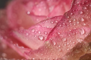 Arkaplan olarak çiğ damlaları ile güzel açan pembe gülün yakın görüntüsü