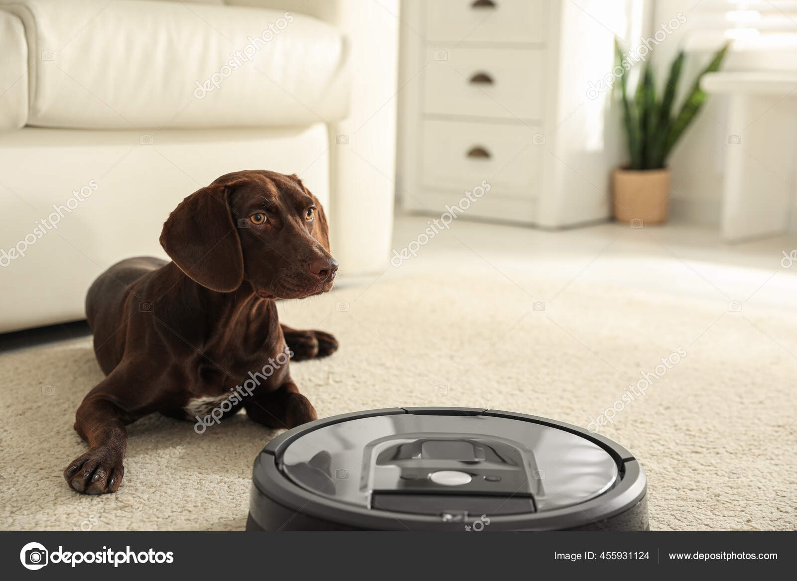Modern Robotic Vacuum Cleaner German Shorthaired Pointer Dog Floor