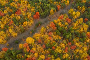 Güz günündeki güzel ormanın havadan görünüşü