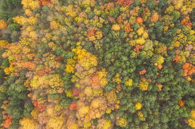 Güz günündeki güzel ormanın havadan görünüşü