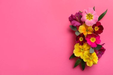 Primrose Primula Vulgaris çiçekleri pembe arka planda, üst manzarada yazı için yer var. Bahar mevsimi