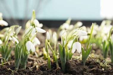 Dışarıda yetişen güzel kar damlaları. Erken bahar çiçekleri