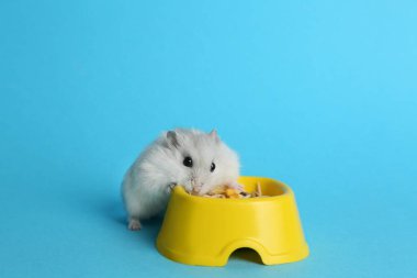 Açık mavi arka planda beslenme kabının yanında sevimli bir inci hamster.