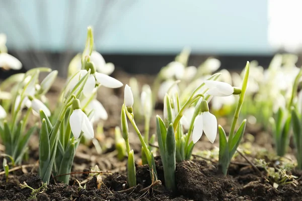 Dışarıda yetişen güzel kar damlaları. Erken bahar çiçekleri