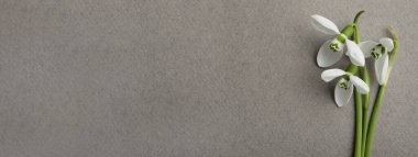 Gri arkaplanda güzel kar damlaları, düz bir zemin. Metin için boşluk