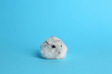 Açık mavi arka planda sevimli komik inci hamster.