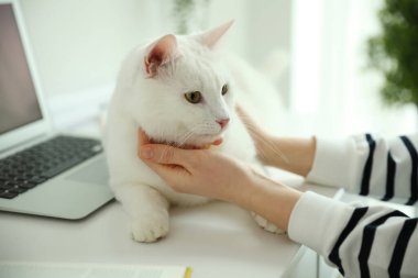 Sevimli beyaz kedi dizüstü bilgisayarın yanında yatıyor ve sahibinin dikkatini dağıtıyor.