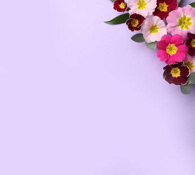 Primrose Primula Vulgaris çiçekleri menekşe arkaplanda, üst görünümü metin için alan. Bahar mevsimi