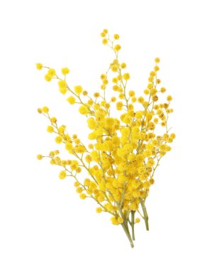 Beyaz arka planda güzel sarı mimoza çiçekleri