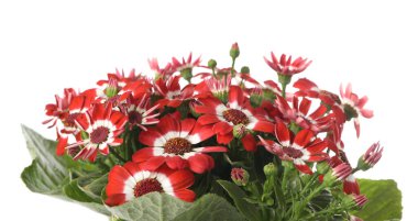 Beyaz arka planda güzel kırmızı sinema çiçekleri