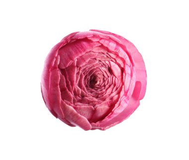 Güzel taze ranunculus çiçeği beyaza izole edilmiş.