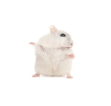 Beyaz arka planda sevimli komik inci hamster.