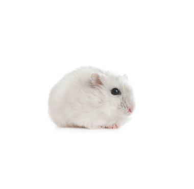 Beyaz arka planda sevimli komik inci hamster.