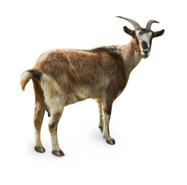 Güzel keçi bembeyaz. Çiftlik hayvanı