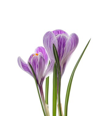 Beyaz arka planda güzel taze kır çiçekleri