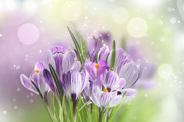 Весенние цветки крокуса на цветном фоне. Эффект Боке