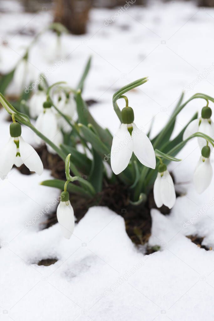 Beautiful blooming snowdrops growing outdoors. Spring flowers