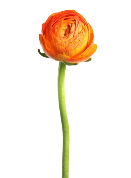 Krásné Čerstvé Ranunkulus Květiny Izolované Bílém — Stock fotografie