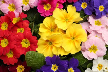 Arka plan olarak renkli çiçekli güzel primula (çuha çiçeği) bitkileri, üst manzara. Bahar çiçekleri.