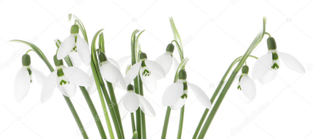 Beautiful snowdrops isolated on white. Spring flowers