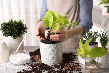Woman transplanting Scindapsus into pot at table indoors, closeup. House plant care clipart