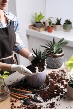 Kadın Haworthia 'yı kapalı bir masada pota naklediyor, yakın plan. Ev bitkileri