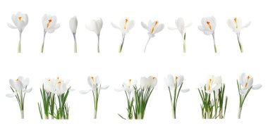 Beyaz arka planda güzel bahar çiçeği seti. Pankart tasarımı 