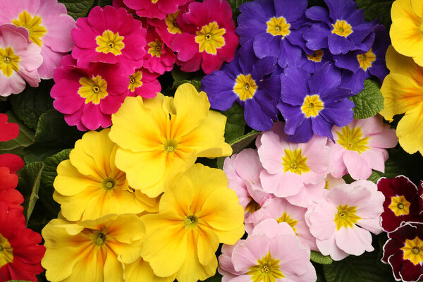 Красивые первоцвет (Primrose) растения с красочными цветами в качестве фона, вид сверху. Весенний цветок