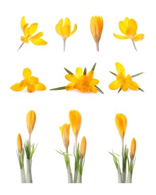 Beyaz arka planda güzel bahar çiçekleri ile set 