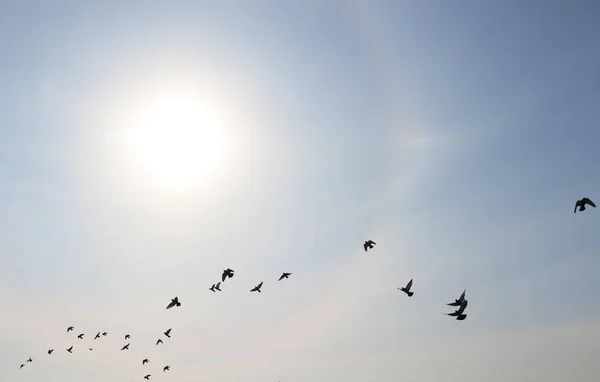 Beautiful view of sun halo and flying birds in blue sky outdoors