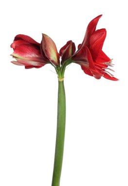 Güzel kırmızı Amaryllis çiçeği beyaza izole edilmiş.