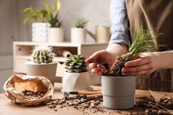 Kadın, Nolina 'yı kapalı bir masada pota naklediyor, yakın plan. Ev bitkileri