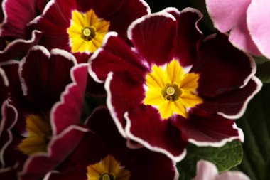 Güzel primula (çuha çiçeği) çiçeği, yakın plan. Bahar çiçekleri.