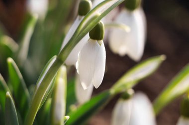 Dışarıda büyüyen güzel kar damlaları, yakın çekim. Erken bahar çiçekleri
