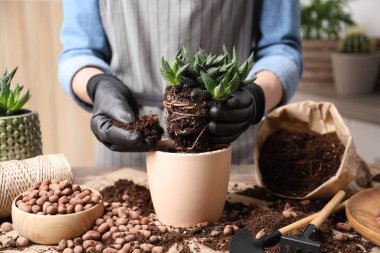 Kadın Haworthia 'yı kapalı bir masada pota naklediyor, yakın plan. Ev bitkileri