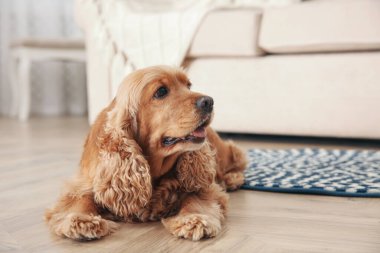 Tatlı Cocker Spaniel köpeği sıcak zeminde yatıyor. Isıtma sistemi