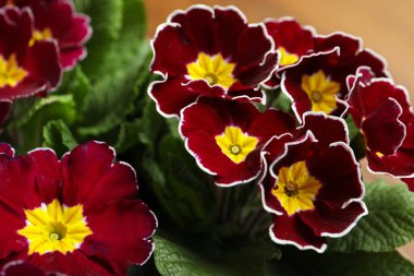 Masada güzel burgundy primula çiçekleri, yakın plan. Bahar çiçekleri.