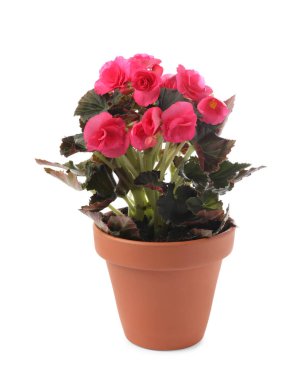 Beyaz arka planda saksıda çiçek açan güzel pelargonyum çiçeği.