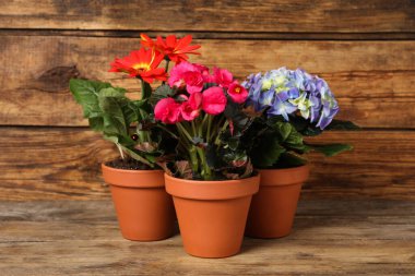 Tahta masadaki saksılarda çiçek açan farklı güzel bitkiler.