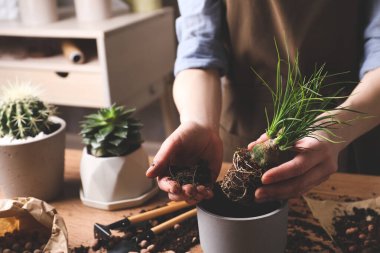 Kadın, Nolina 'yı kapalı bir masada pota naklediyor, yakın plan. Ev bitkileri