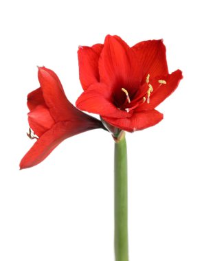 Güzel kırmızı Amaryllis çiçeği beyaza izole edilmiş.