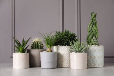 Aydınlık masadaki saksılarda farklı ev bitkileri