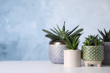 Güzel Haworthia, Aloe ve Gasteria tencerelerde beyaz masa, yazı için yer. Farklı ev bitkileri.