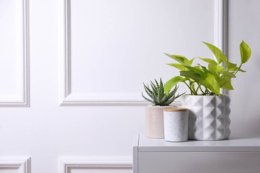 Beautiful Scindapsus and Aloe in pots on white table, space for text. Different house plants clipart