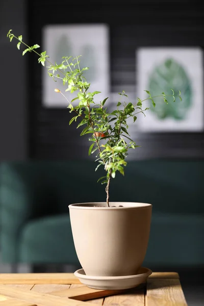 Potted pomegranate plant with green leaves on table in room