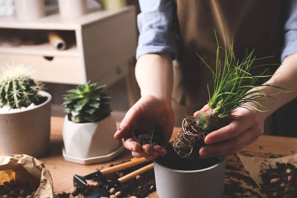 Kadın, Nolina 'yı kapalı bir masada pota naklediyor, yakın plan. Ev bitkileri