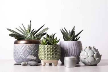 Güzel Haworthia ve Gasteria saksılarda, gri masada beyaz arka planda dekoru olan. Farklı ev bitkileri.